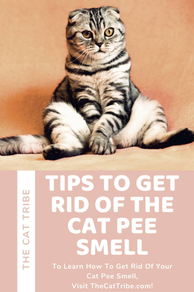 How To Get Rid Of The Cat Pee Smell , 2 Is Effective The Cat Tribe