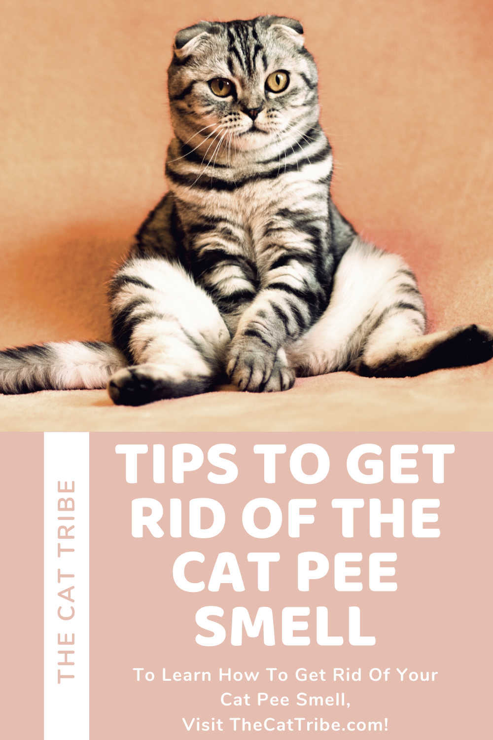 How To Get Rid Of The Cat Pee Smell , #2 Is Effective | The Cat Tribe - How To Get Rid Of Cat Pee Smell Outside