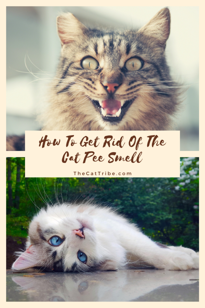 how-to-get-rid-of-the-cat-pee-smell