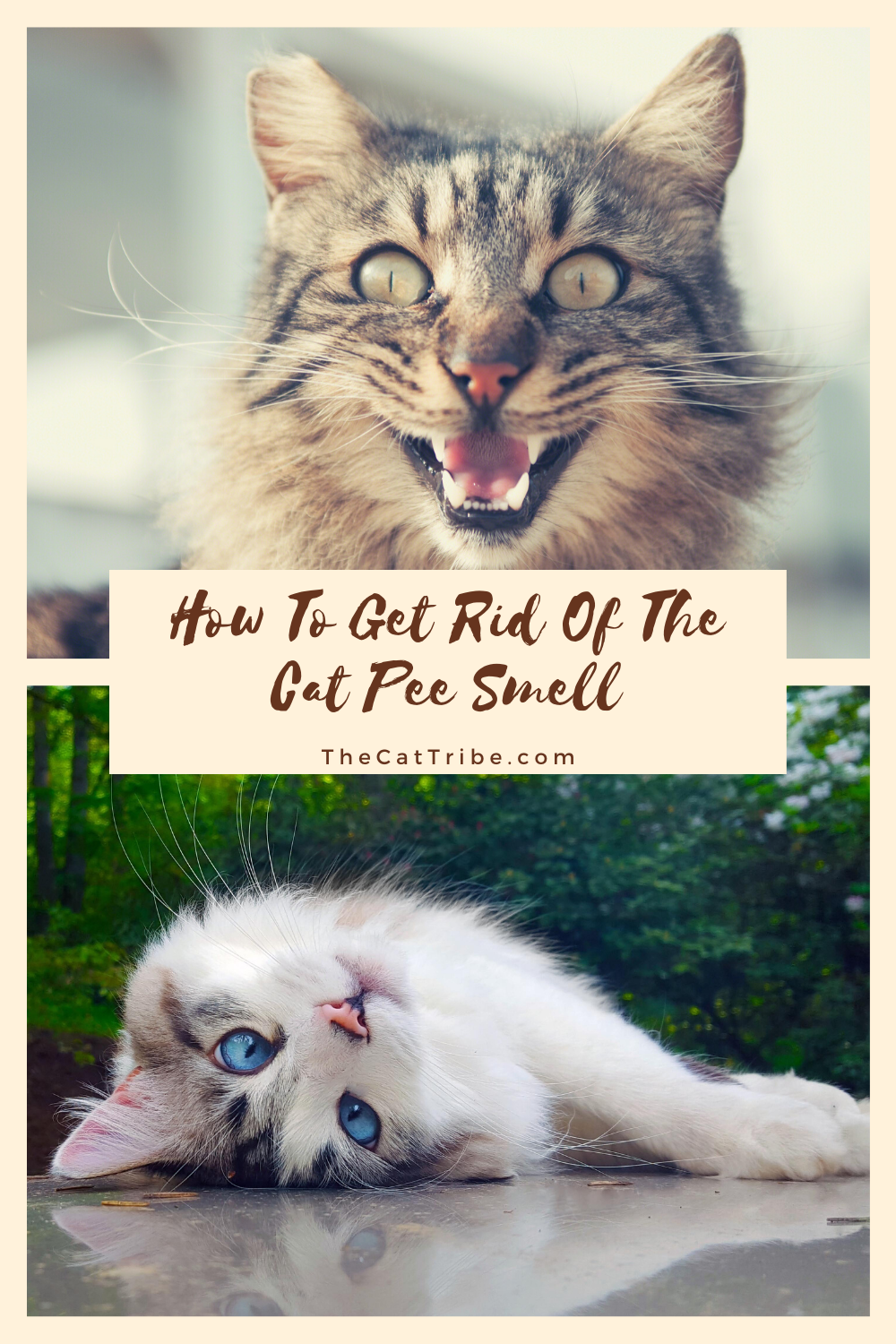 How To Get Rid Of The Cat Pee Smell , #2 Is Effective | The Cat Tribe