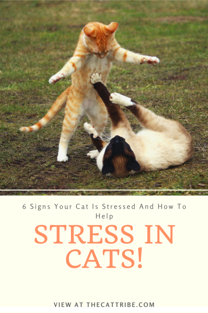 Signs-Your-Cat-Is-Stressed