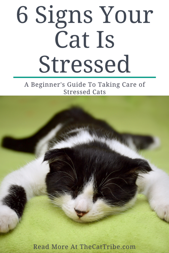 6-signs-your-cat-is-stressed-3-is-a-shock-the-cat-tribe