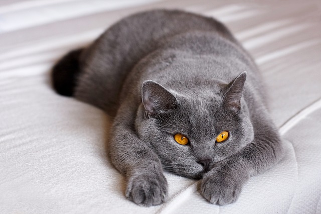 the-top-10-cat-breeds