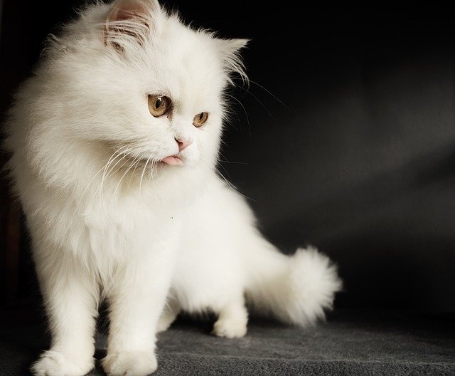 the-top-10-cat-breeds