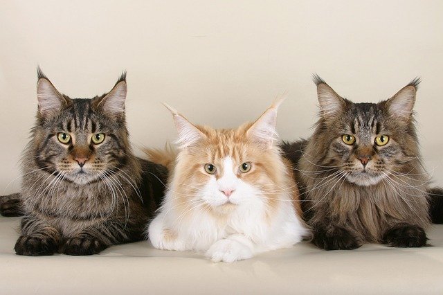 the-top-10-cat-breeds