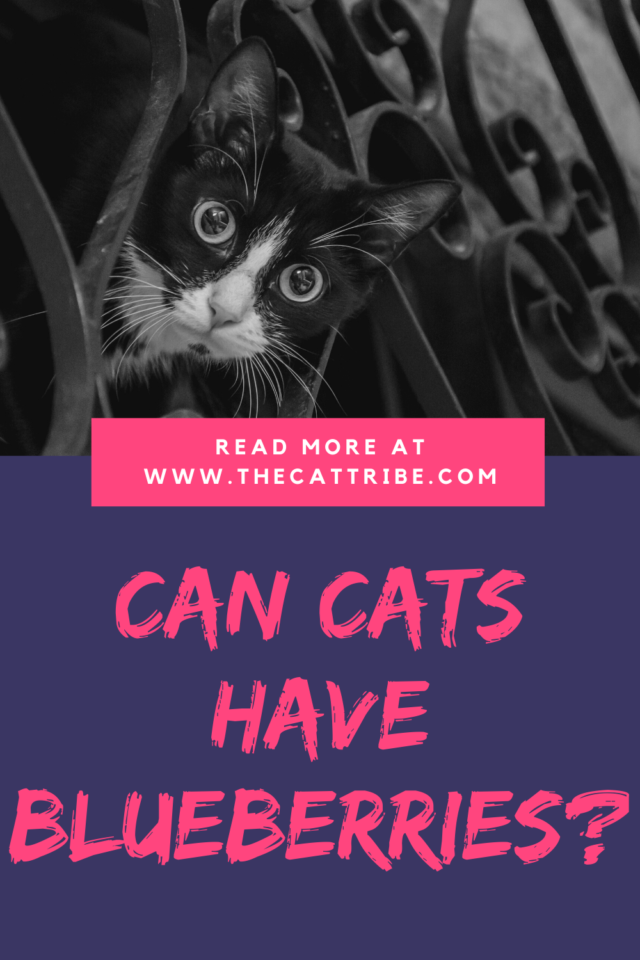 Can Cats Have Blueberries? 5 Essential Benefits Of Blueberries For Your