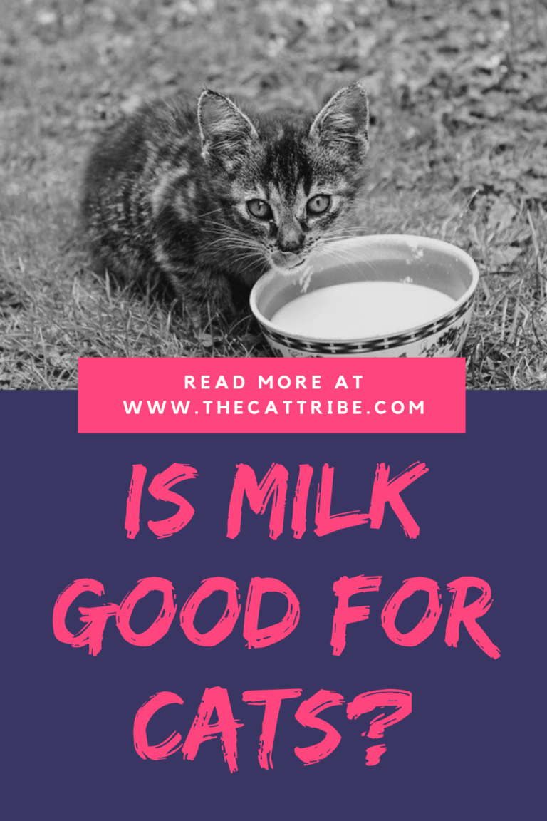Is Milk Good For Cats? The 1 Harsh Truth From (Tom & Jerry) To The