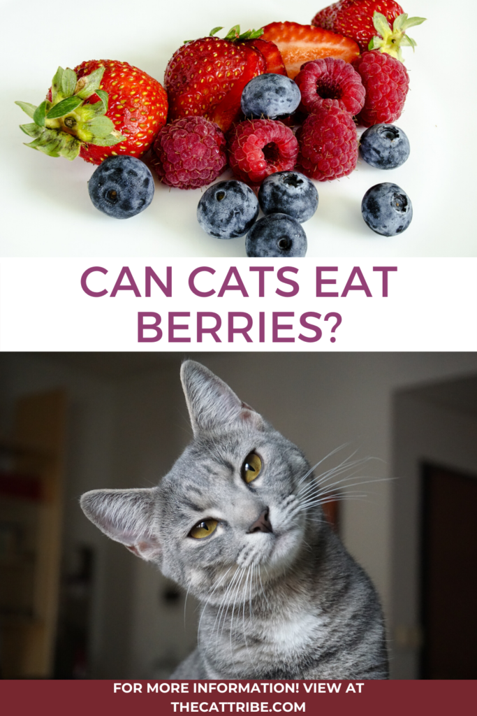 can-cats-eat-berries