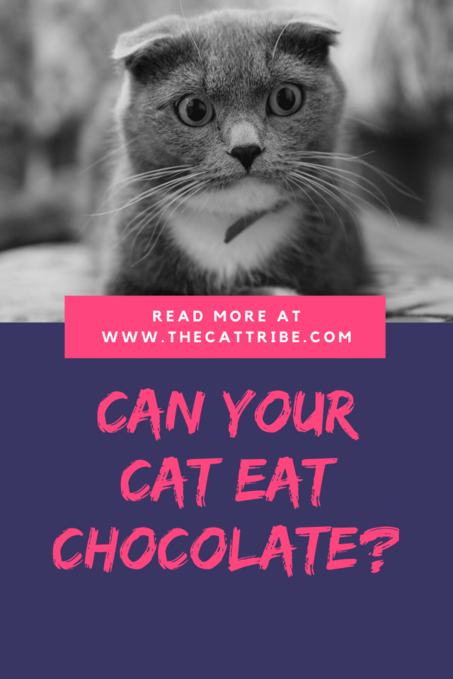 Can Cats Eat Chocolate? 2 Dangerous Facts And How To Protect Your Cat ...