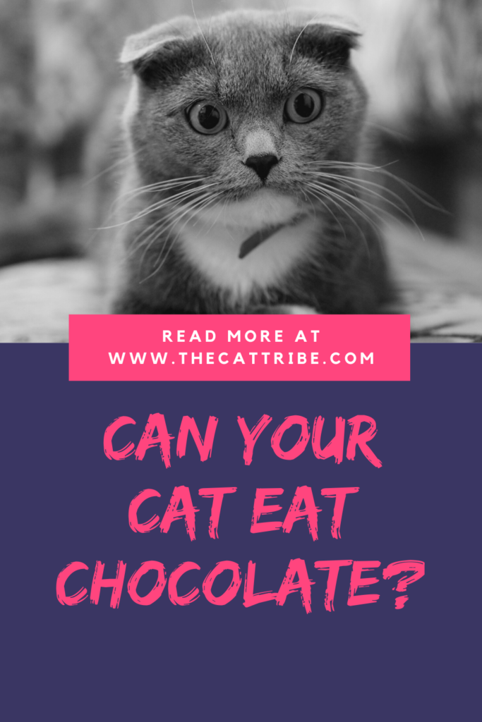 can-cats-eat-chocolate