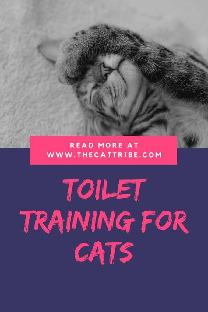 toilet-training-for-cats