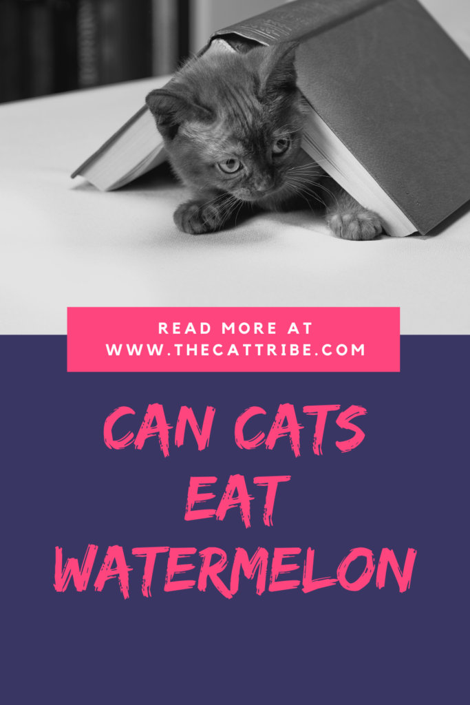 Is-watermelon-bad-for-cats