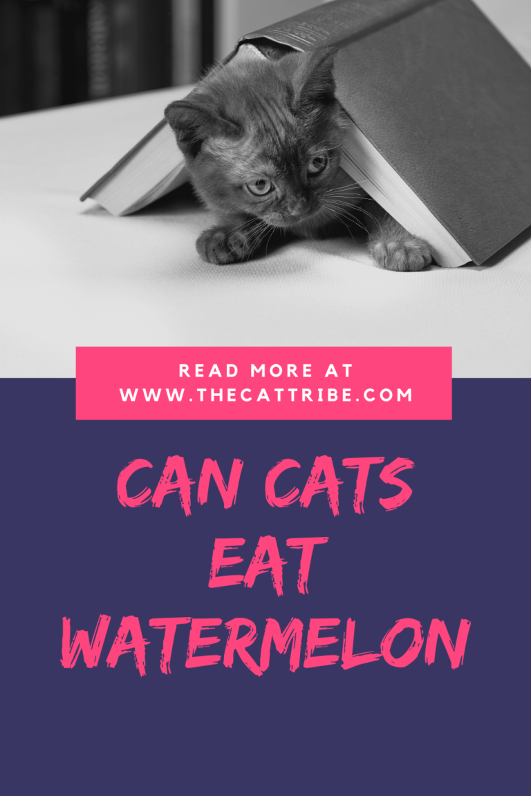 Can Cats Have Watermelon? 4 Shocking Infos About Watermelon And Cats
