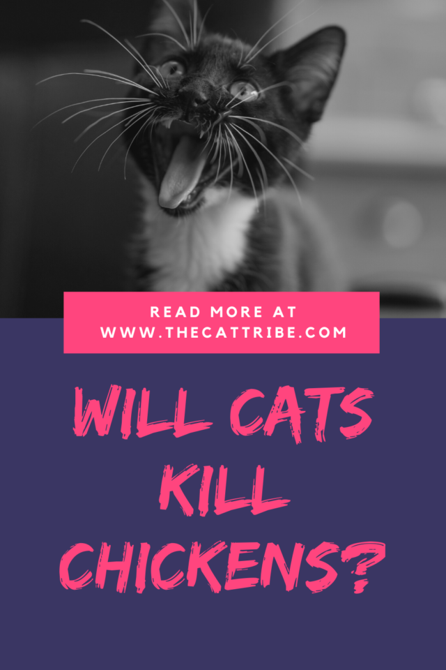 Will Cats Kill Chickens? The 1 Fact You Need To Know! The Cat Tribe