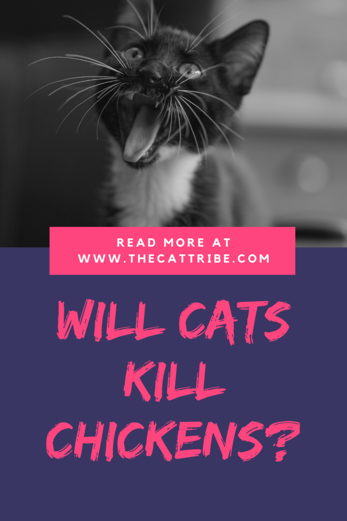 will-cats-kill-chickens