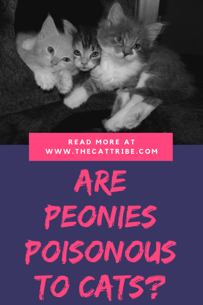 are-peonies-poisonous-to-cats