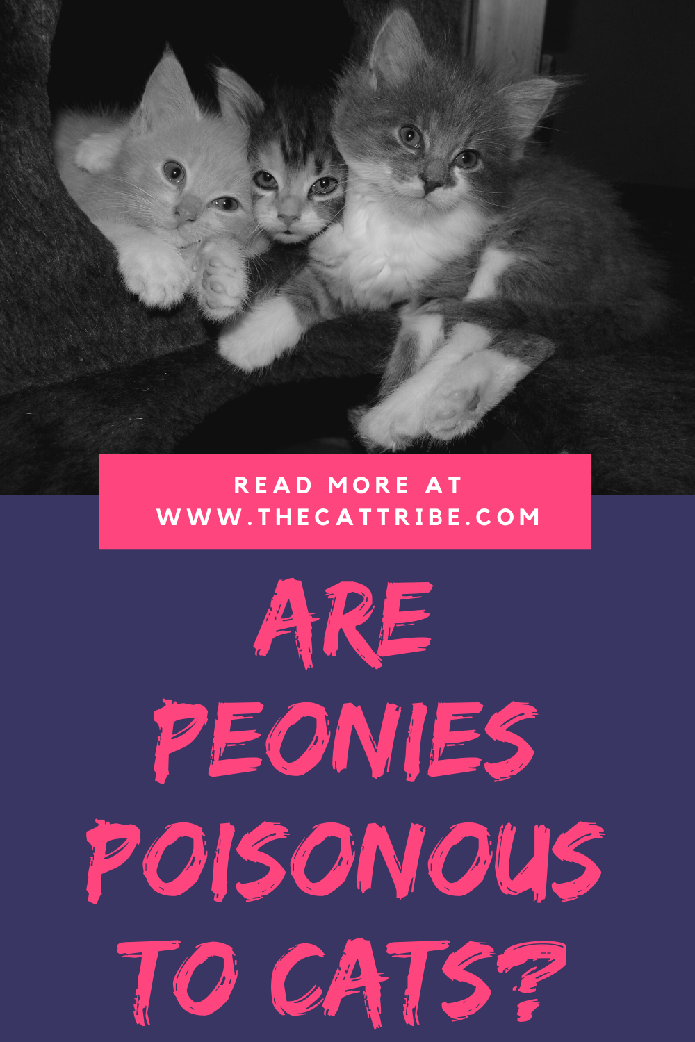 Are Peonies Poisonous To Cats? 1 Guide For Your Cat Safety The Cat Tribe