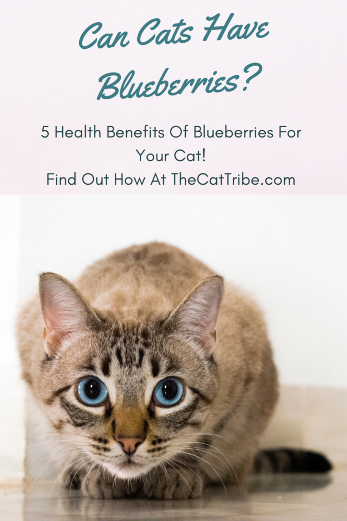 can-cats-have-blueberries