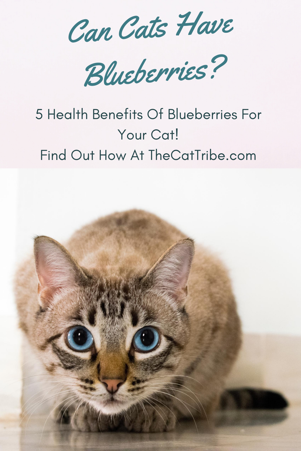 Can Cats Have Blueberries? 5 Essential Benefits Of Blueberries For Your