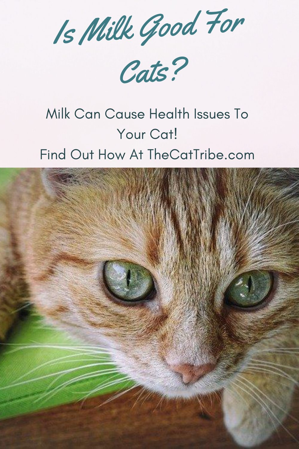 Is Milk Good For Cats? The 1 Harsh Truth From (Tom & Jerry) To The Wicked Milk Intolerance