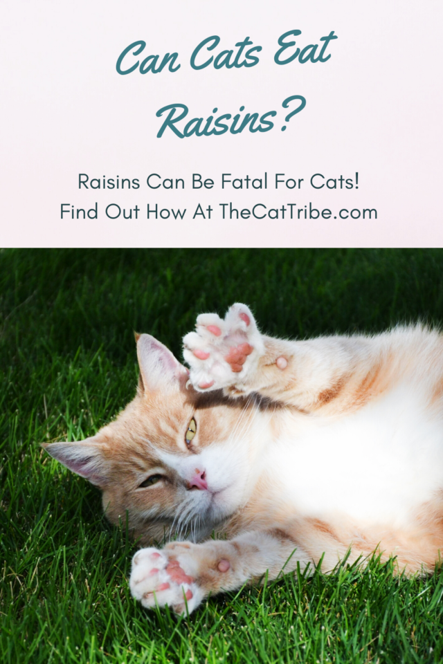 Can Cats Eat Raisins? The 1 Alarming Fact Most People Ignore! The