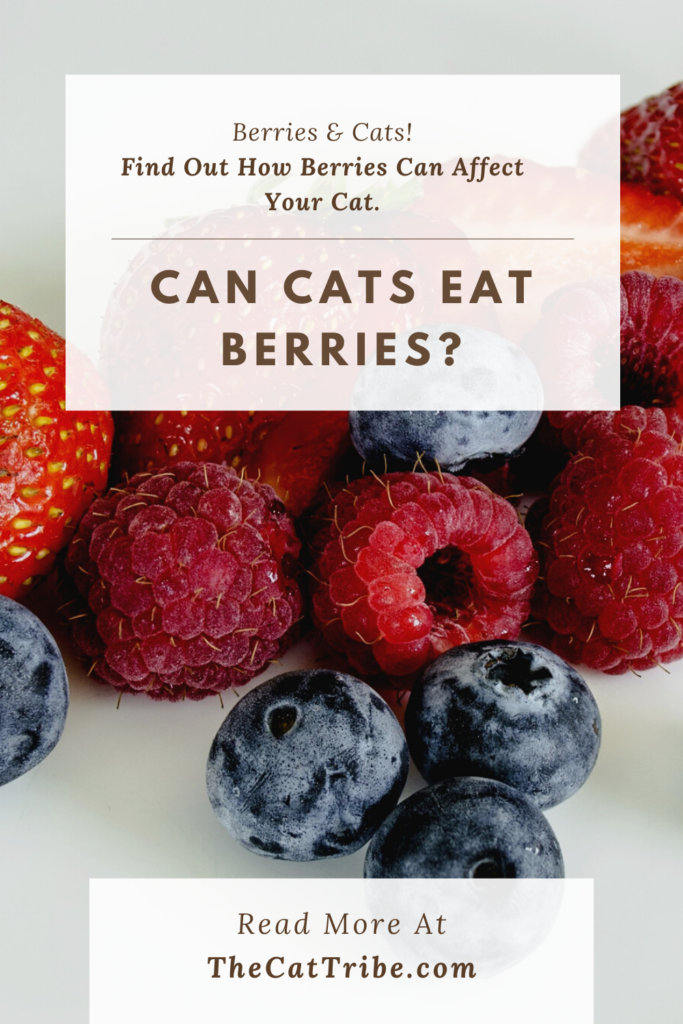 can-cats-eat-berries