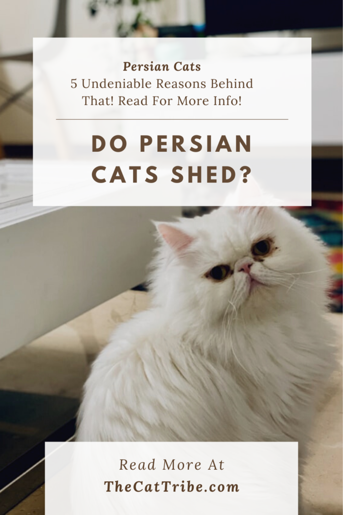 do-persian-cats-shed