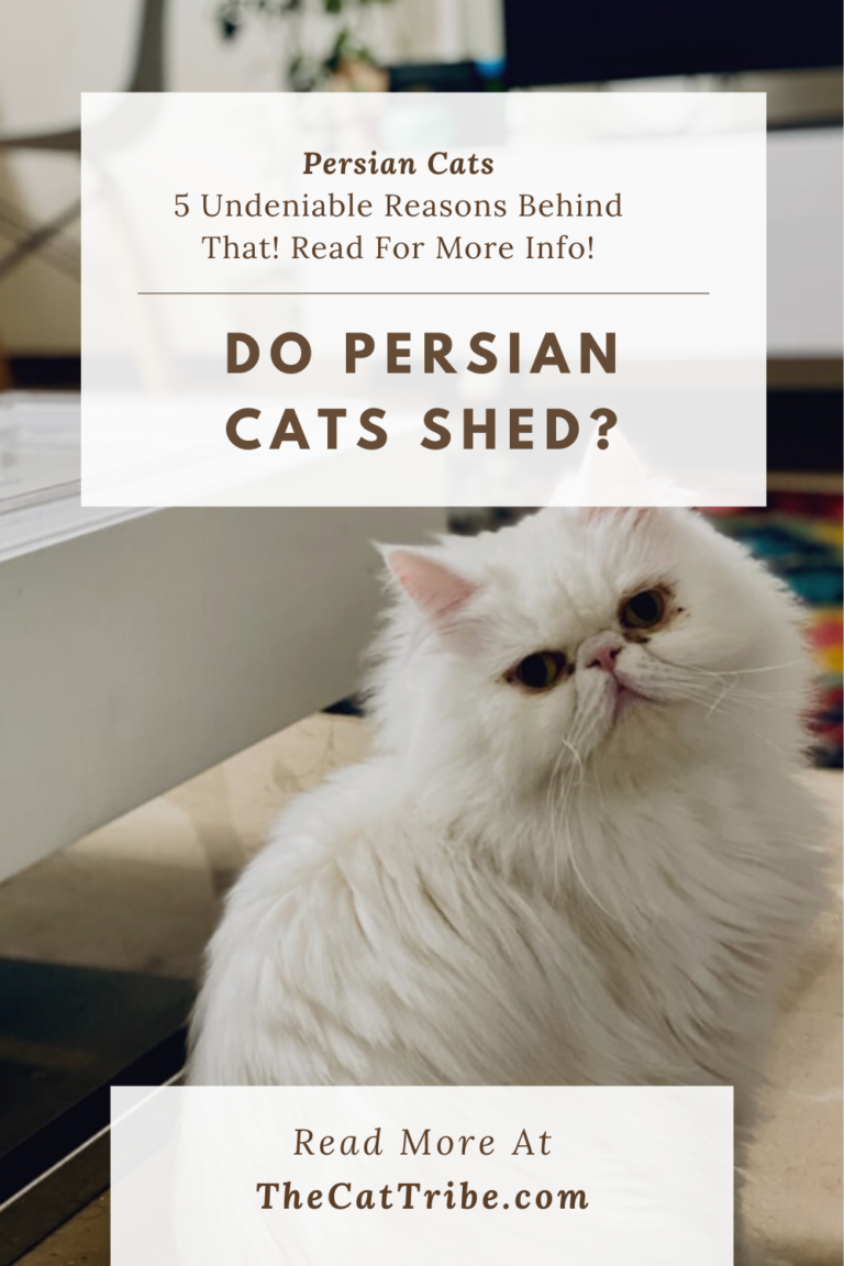 Do Persian Cats Shed 5 Undeniable Reasons Behind That The Cat Tribe