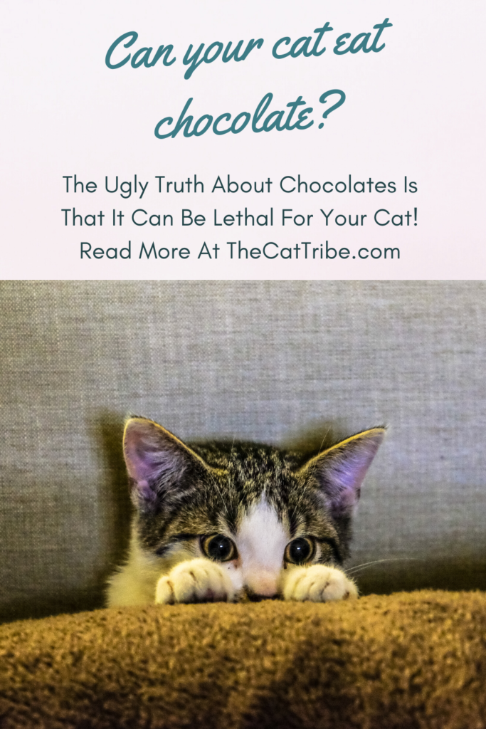 can-cats-eat-chocolate