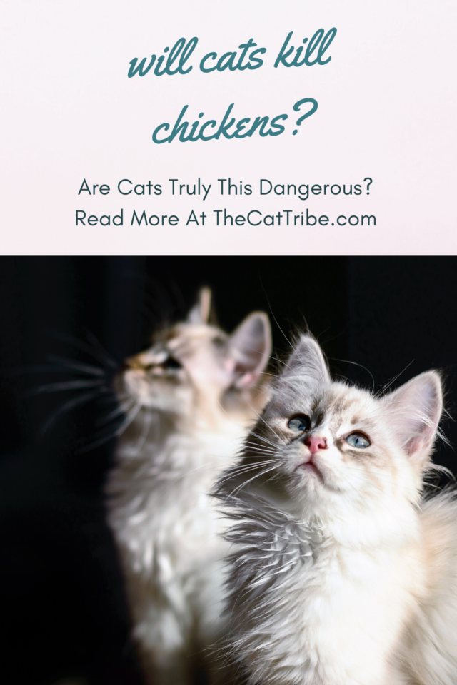 Will Cats Kill Chickens? The 1 Fact You Need To Know! The Cat Tribe