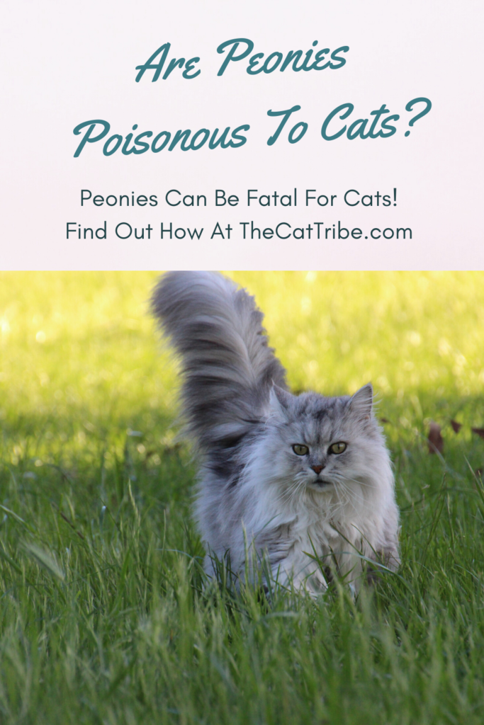 are-peonies-poisonous-to-cats