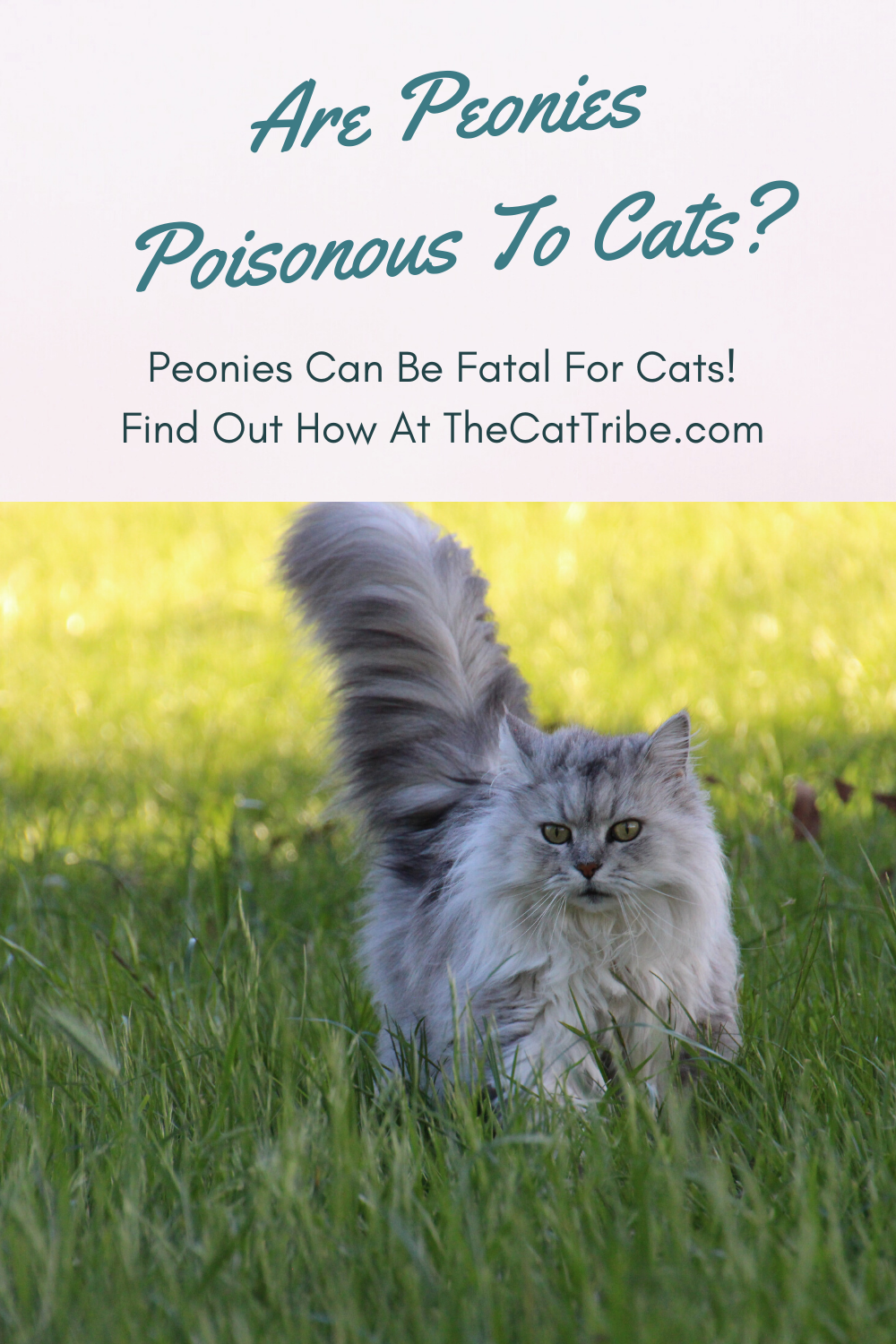Are Peonies Poisonous To Cats? 1 Guide For Your Cat Safety The Cat Tribe