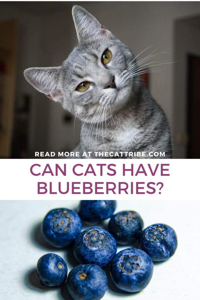 can-cats-have-blueberries