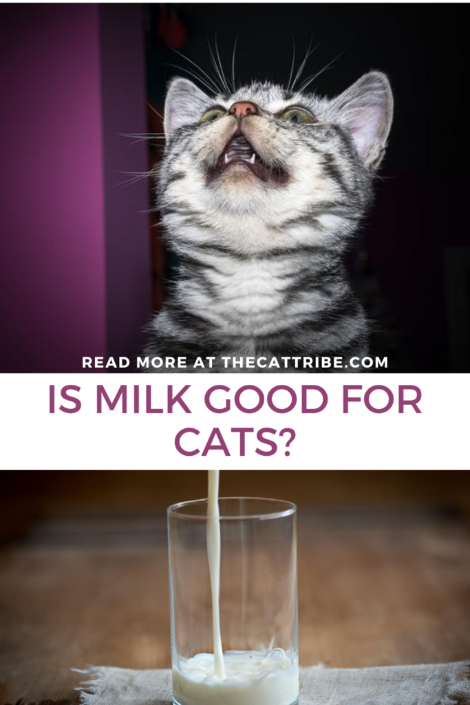 Is Milk Good For Cats? The 1 Harsh Truth From (Tom & Jerry) To The