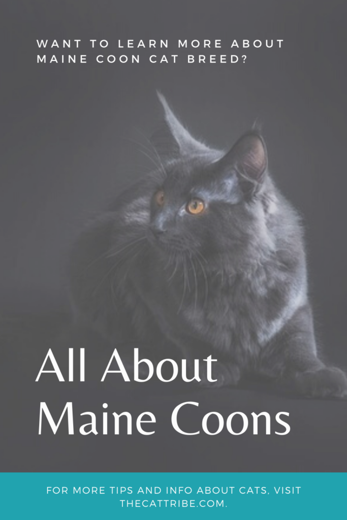 maine-coon-cat-information