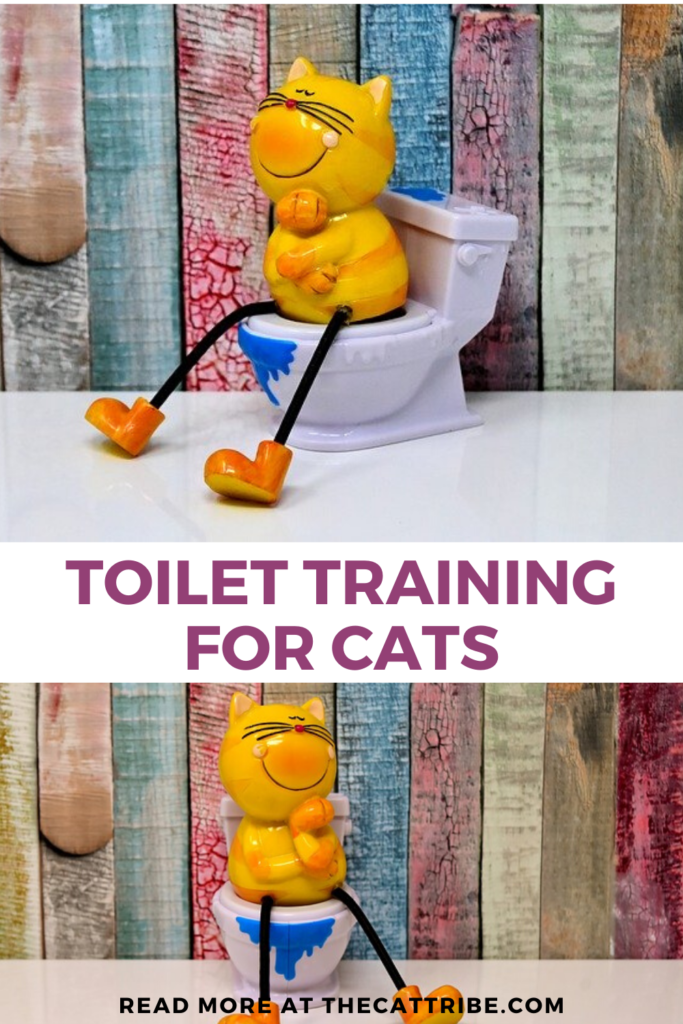 toilet-training-for-cats