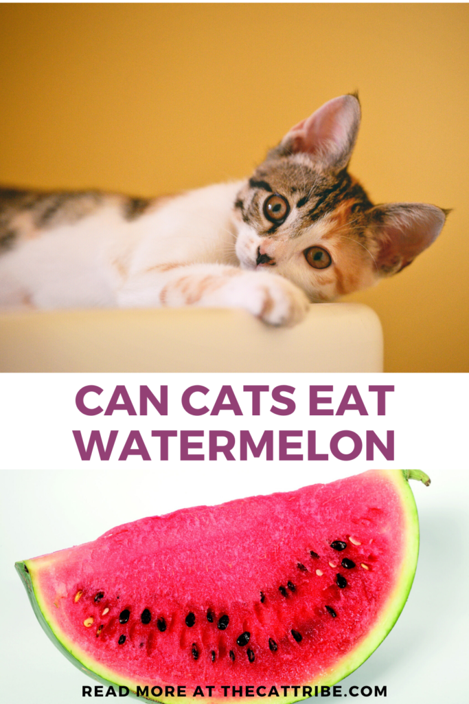 Is-watermelon-bad-for-cats