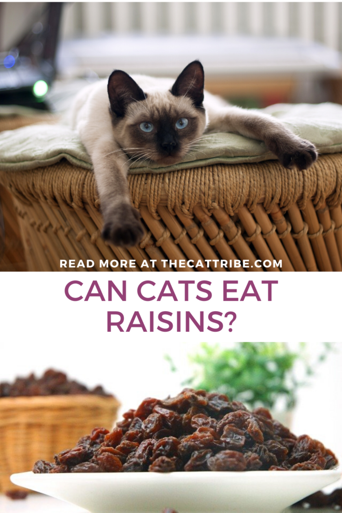 can-cats-eat-raisins