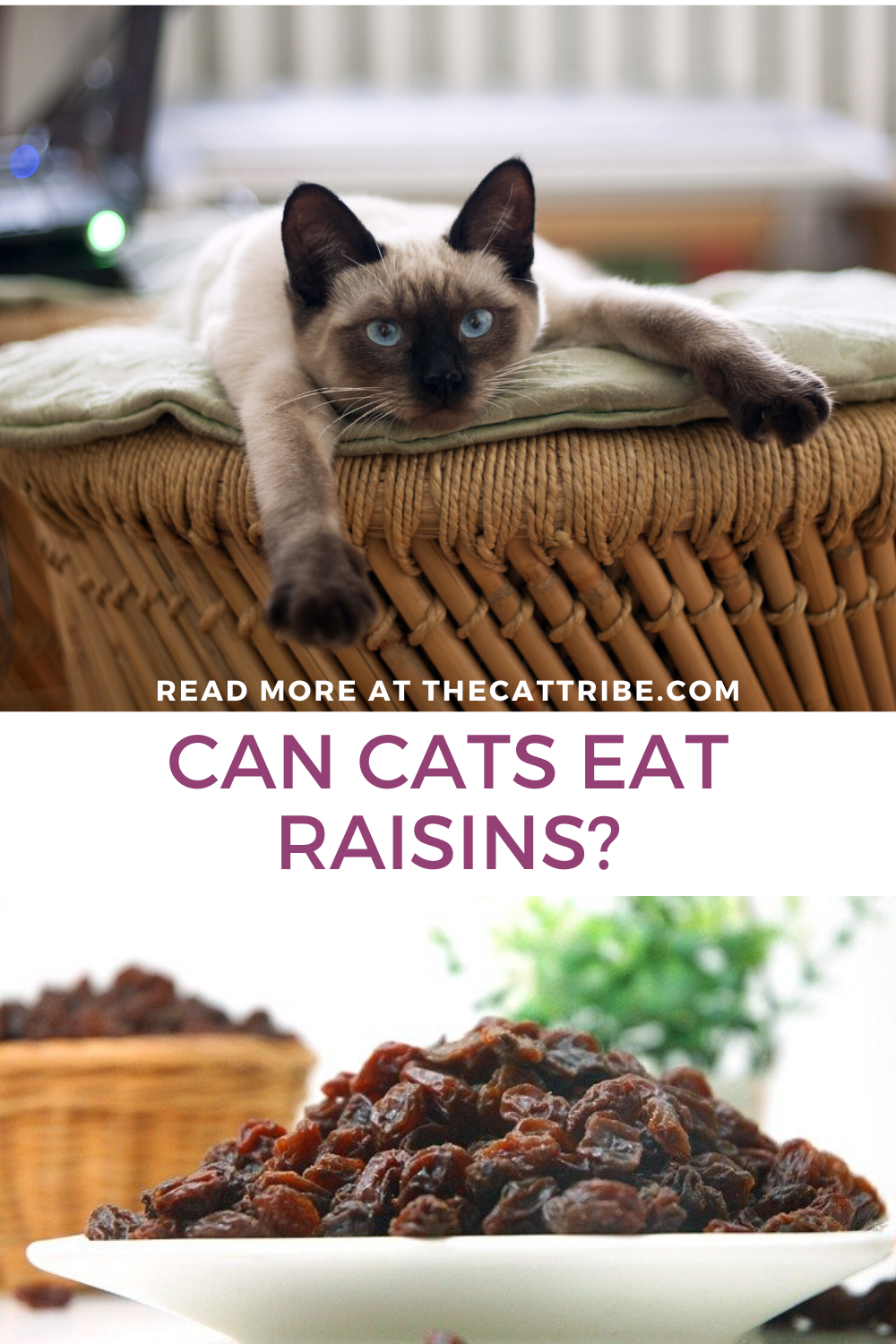 Can Cats Eat Raisins? The 1 Alarming Fact Most People Ignore! The