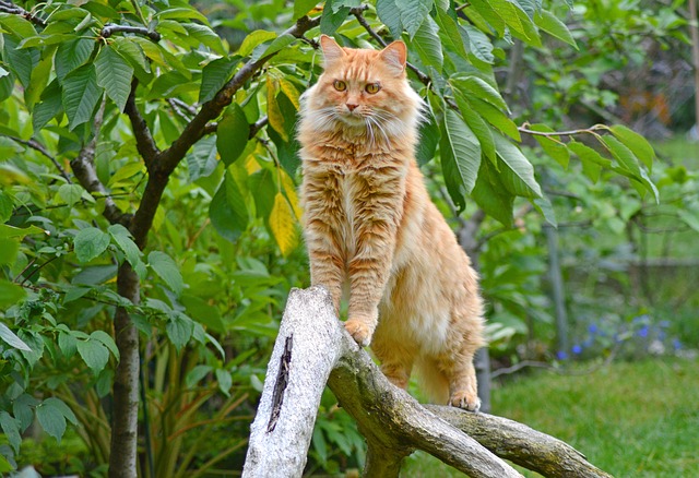 maine-coon-cat-information