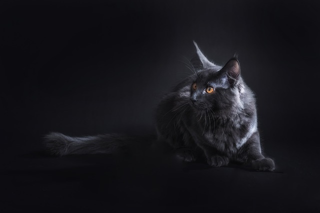 maine-coon-cat-information