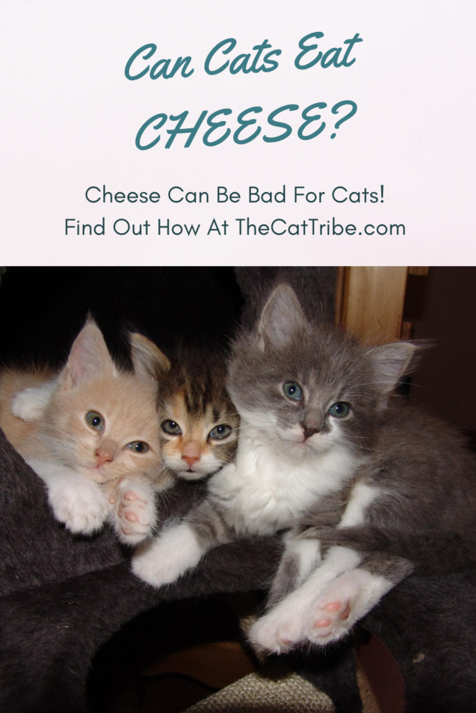 Can Cats Eat Cheese? 2 Controversial Answers About Cats ...