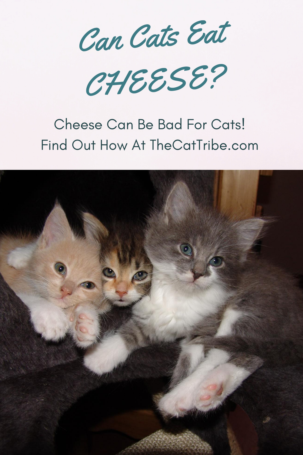 Can Cats Eat Cheese? 2 Controversial Answers About Cats And Cheese The Cat Tribe