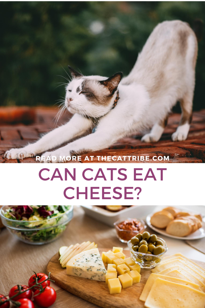 can-cats-eat-cheese