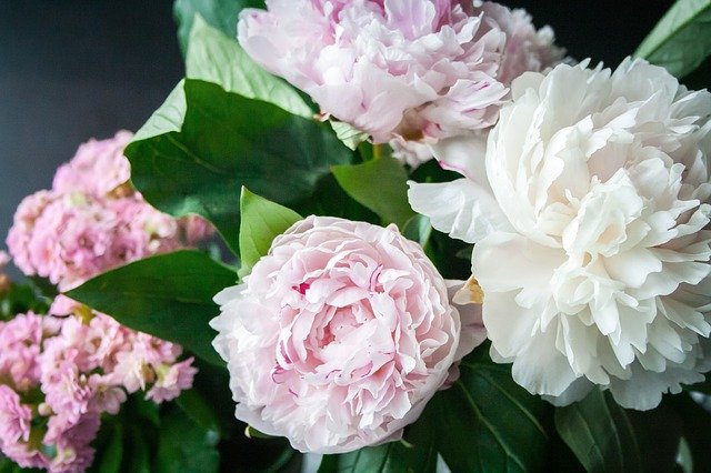 are-peonies-poisonous-to-cats