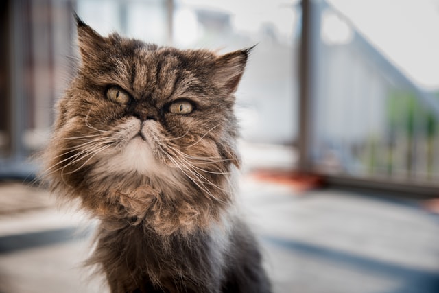 do-persian-cats-shed