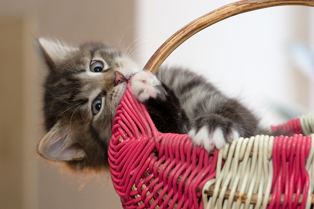 can-cats-have-watermelon