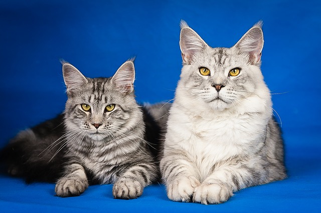 maine-coon-cat-information