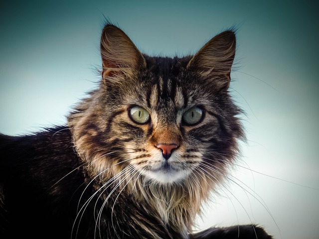 maine-coon-cat-information