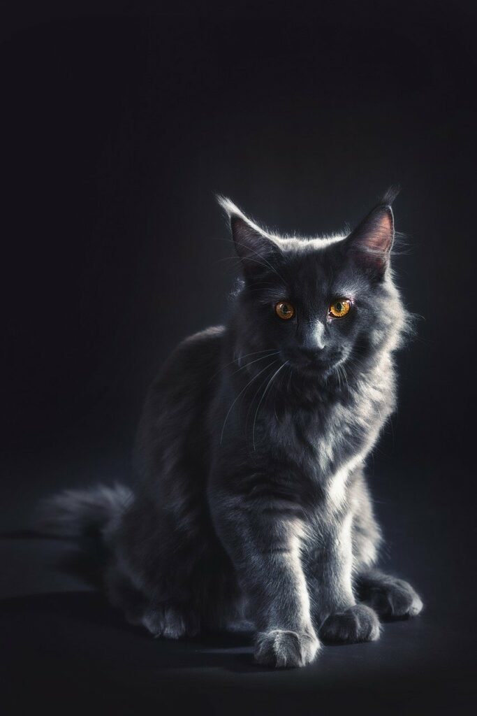 maine-coon-cat-information